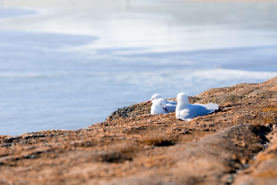 Λευκό και γκρι πουλί σε καφέ έδαφος κατά τη διάρκεια της ημέρας παζλ online