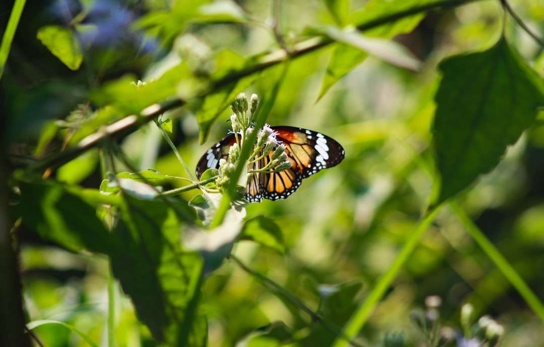 бабочка монарх сидит на зеленом листе онлайн-пазл