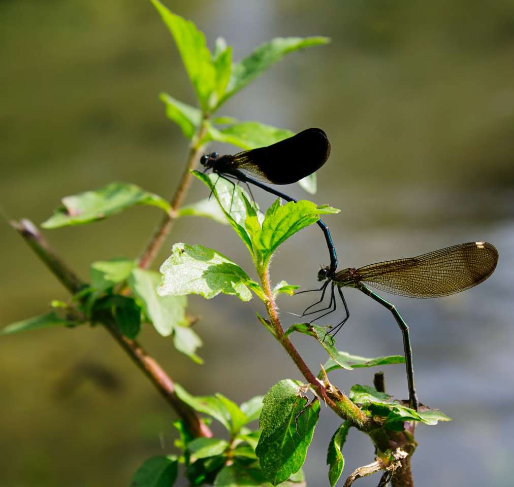 Svart dragonfly uppflugen på grönt blad Pussel online