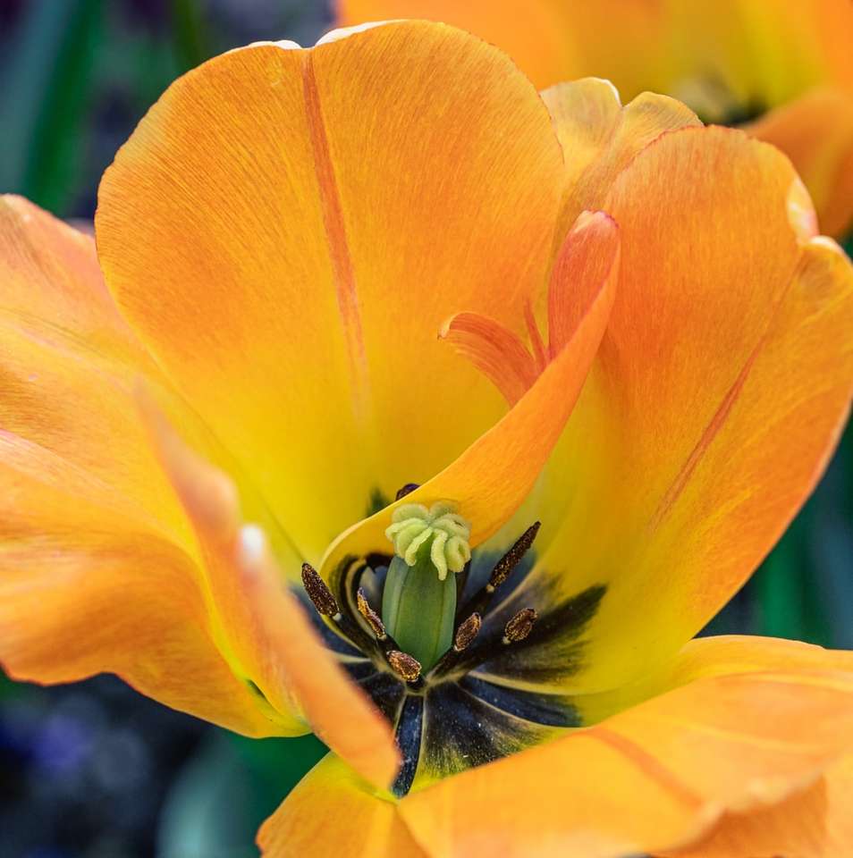 желтый цветок в макросъемке пазл онлайн