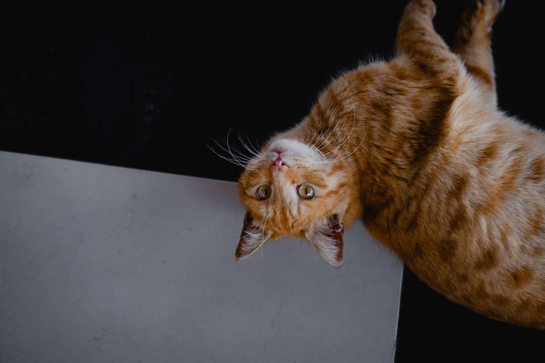 Oranžová mourovatá kočka na bílém stole skládačky online