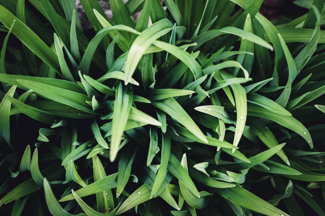 Grön växt i närbild fotografi Pussel online