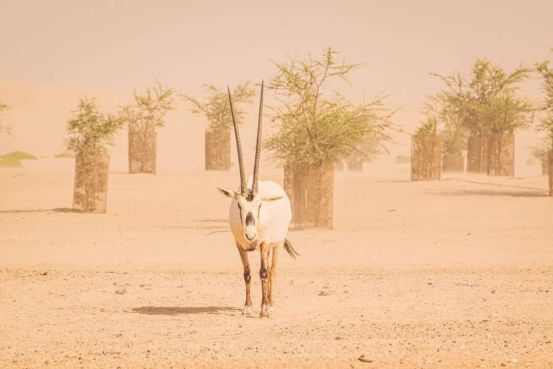 bílý jelen chodící po hnědém písku během dne skládačky online