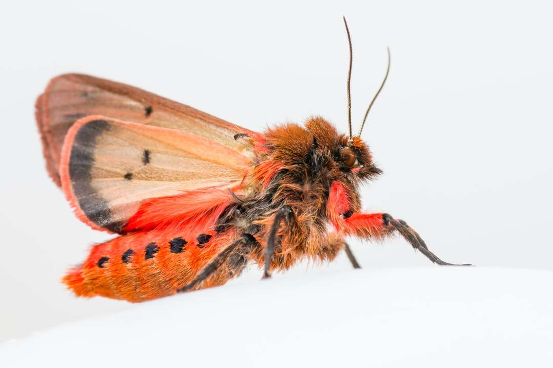 papillon brun et orange dans la photographie gros plan puzzle en ligne