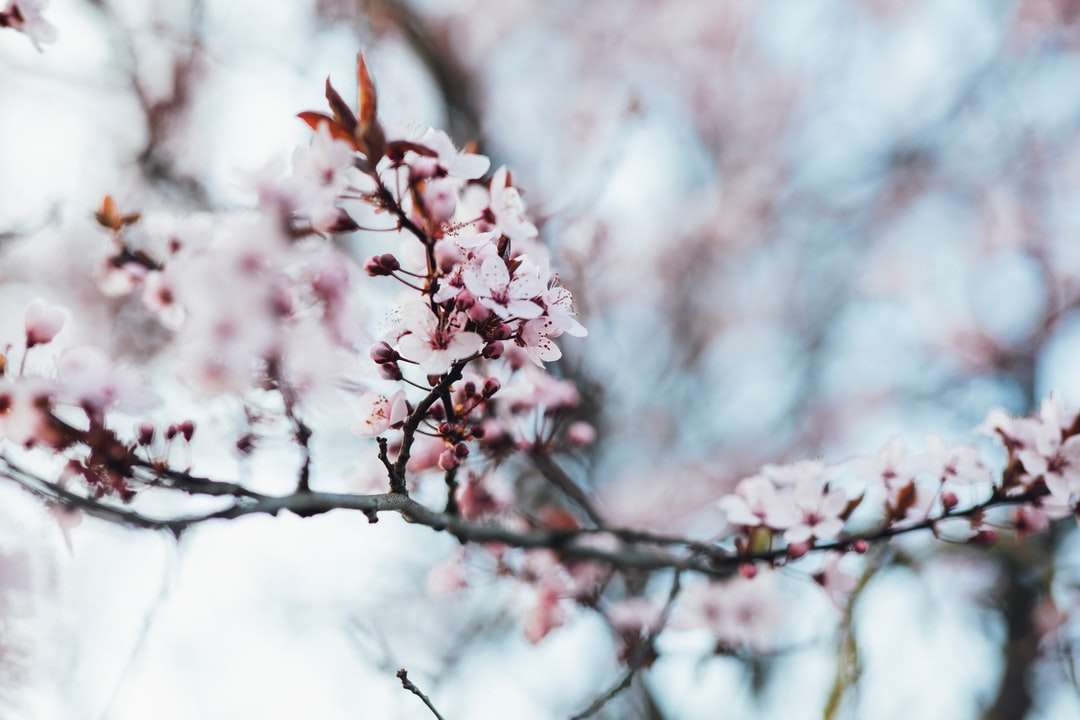 Bílý a růžový třešňový květ skládačky online