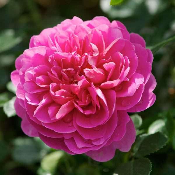 Roze bloem online puzzel