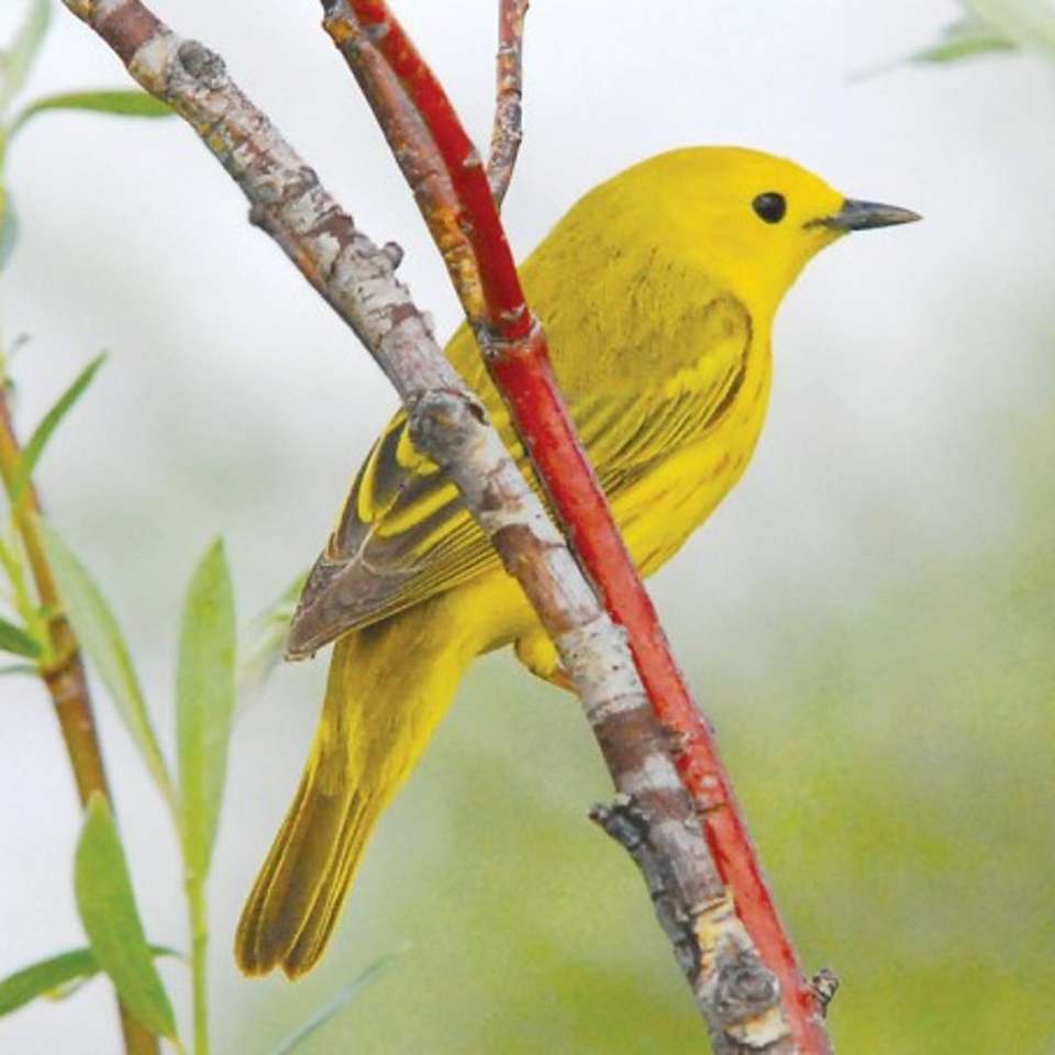 Pássaro amarelo quebra-cabeças online