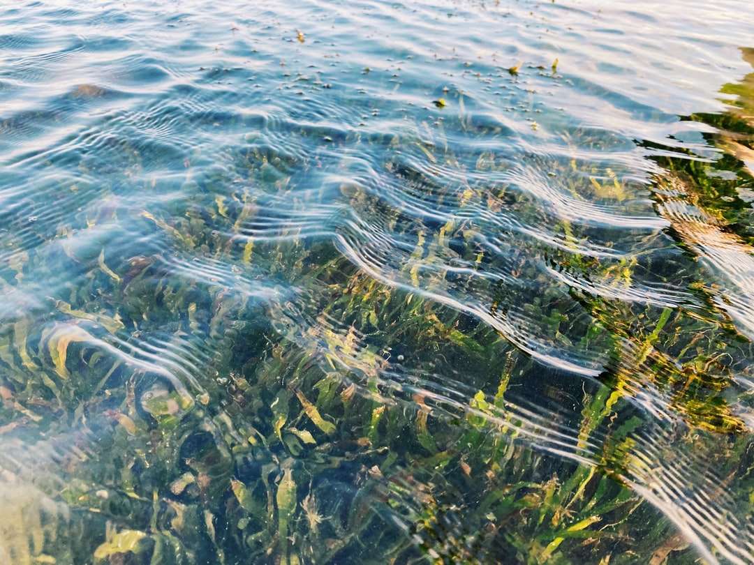 Zelená tráva na tělese vody online puzzle