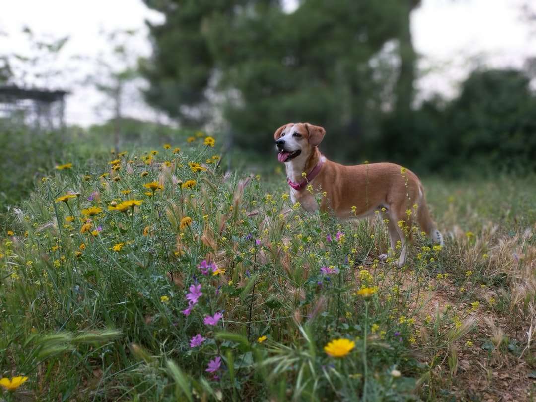 Cão revestido curto marrom no campo de grama verde durante o dia quebra-cabeças online