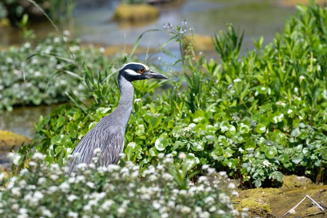oiseau gris et blanc sur une plante verte puzzle en ligne