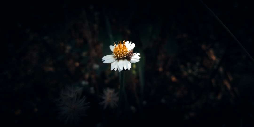 Fleur blanche dans la lentille de changement d'inclinaison puzzle en ligne