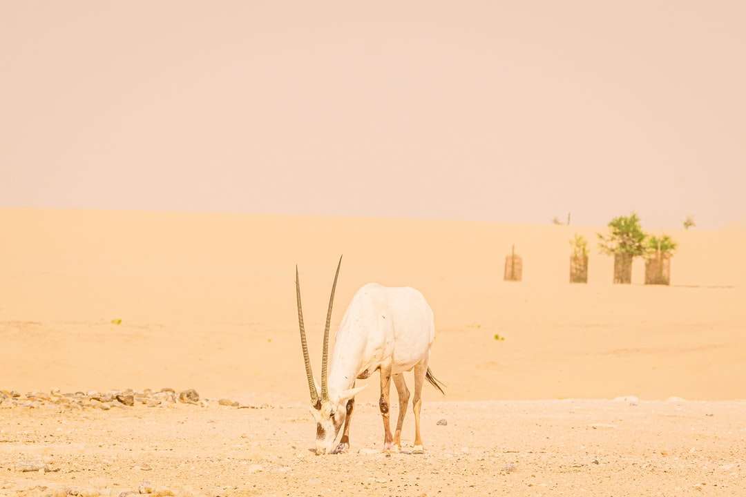 білий кінь на коричневому піску в денний час онлайн пазл
