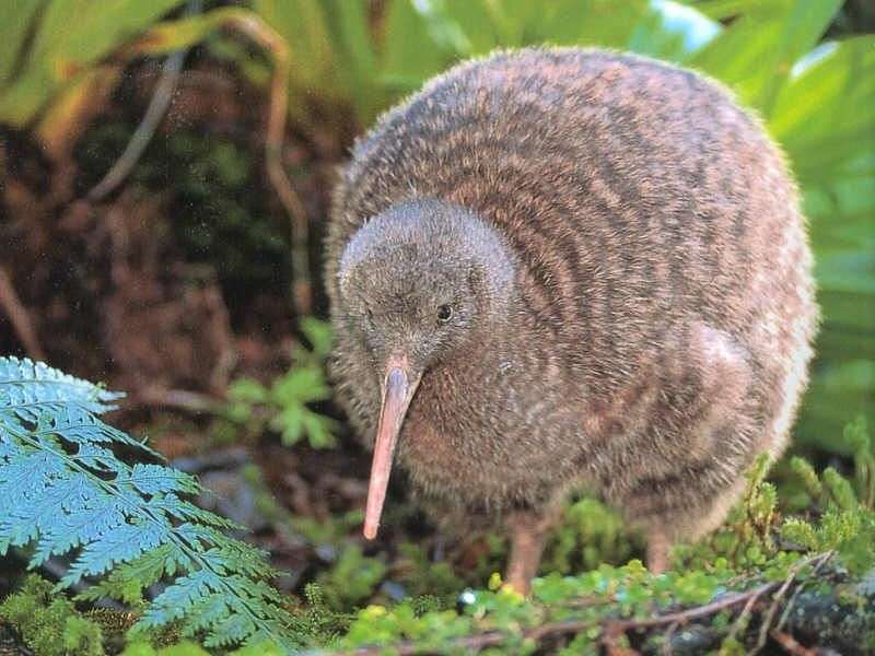 Kiwi madár kirakós online