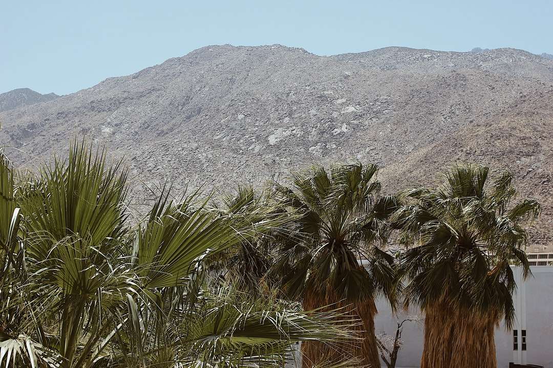 зеленая пальма возле горы в дневное время пазл онлайн