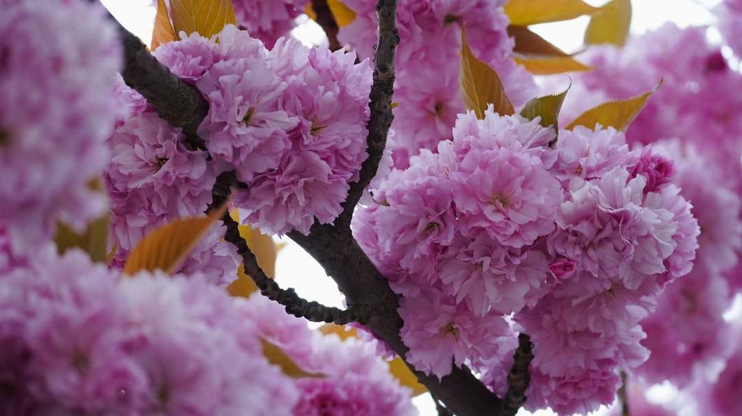 Flores cor-de-rosa e brancas na lente macro quebra-cabeças online