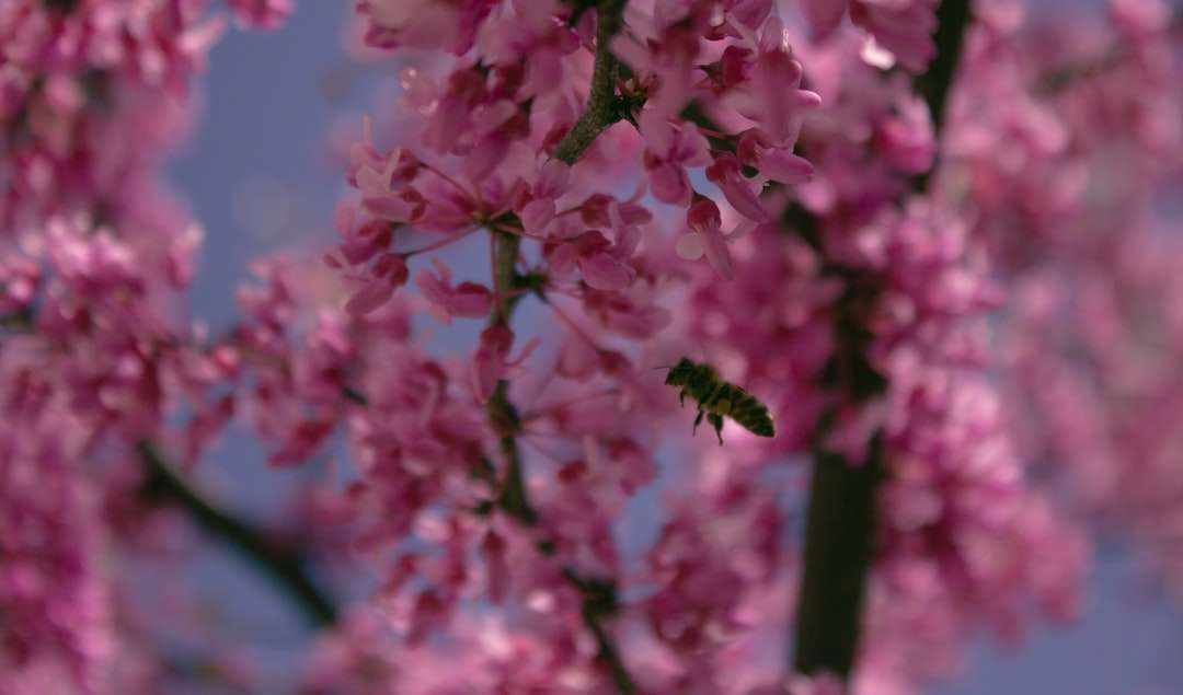 Flori roz în lentilă de schimb de înclinare puzzle online