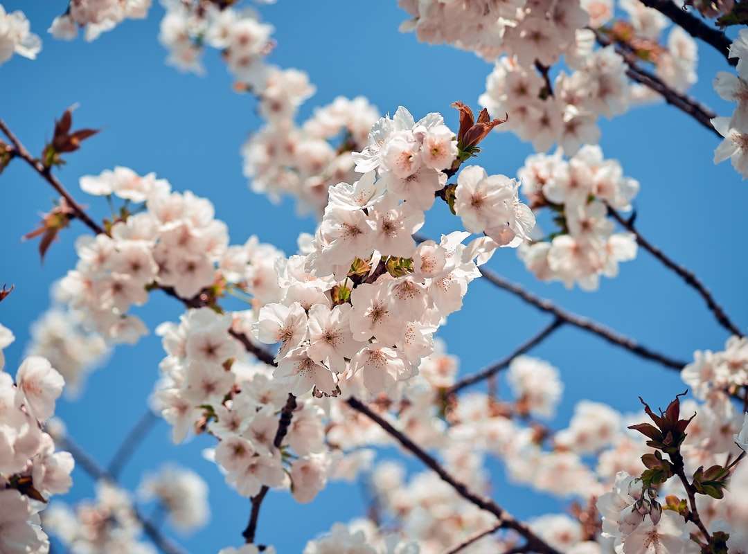 белая вишня цветет днем пазл онлайн