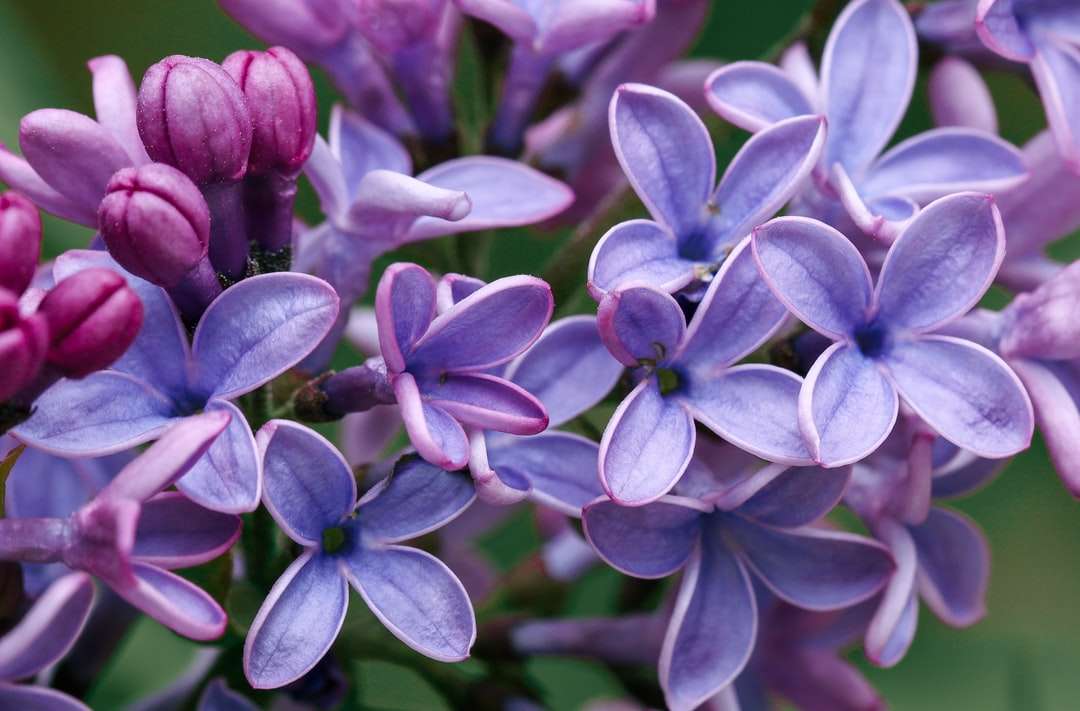 Purple și floare albă în Macro Shot puzzle online