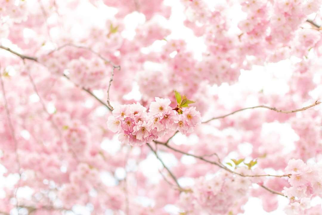 розовый вишневый цвет на фотографии крупным планом онлайн-пазл