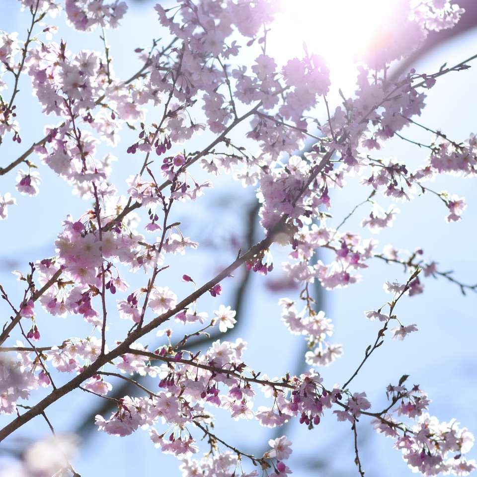 Árvore de flor de cerejeira rosa durante o dia quebra-cabeças online