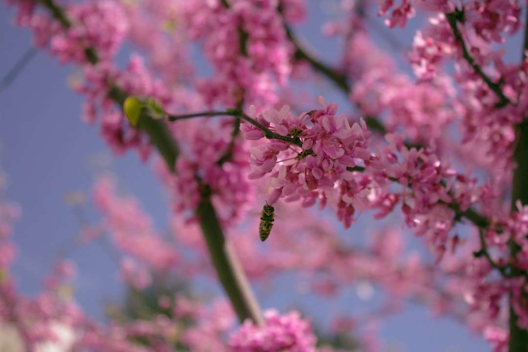 Pink Cherry Blossom în fotografia de aproape puzzle online