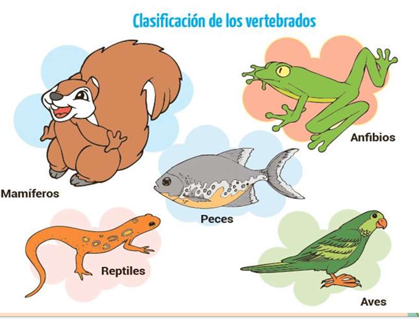 Animales vertebrados - Puzzle Factory