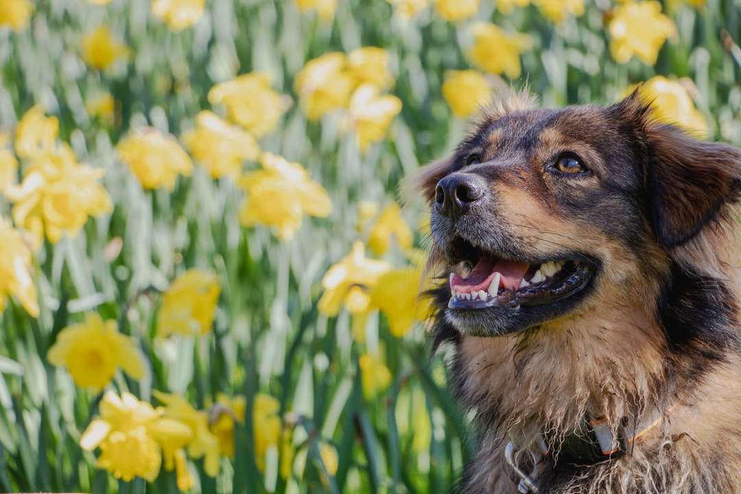 Barna és fekete hosszú bevonatú kutya a zöld fűben kirakós online