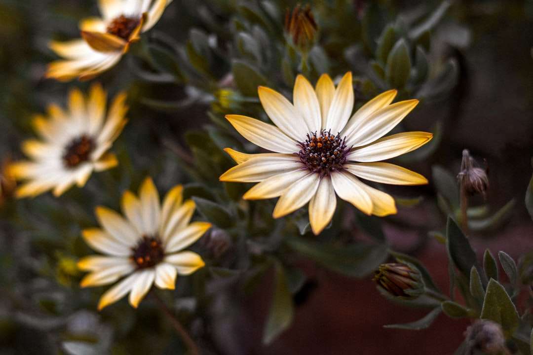 Weiße und gelbe Blume in der Neigungsschichtlinse Online-Puzzle