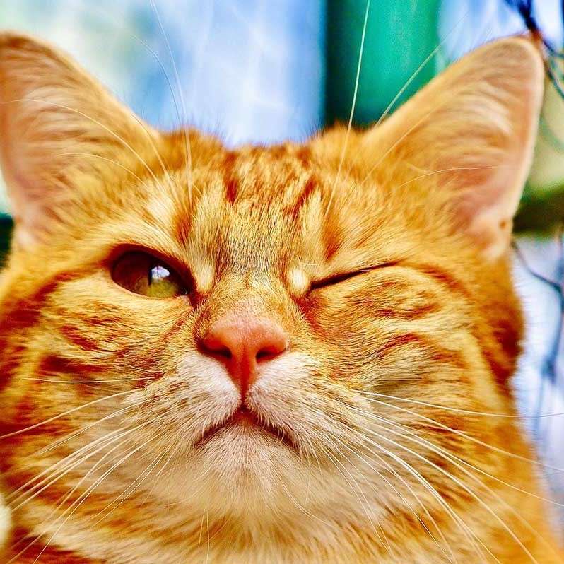 Коте с притиснато око онлайн пъзел