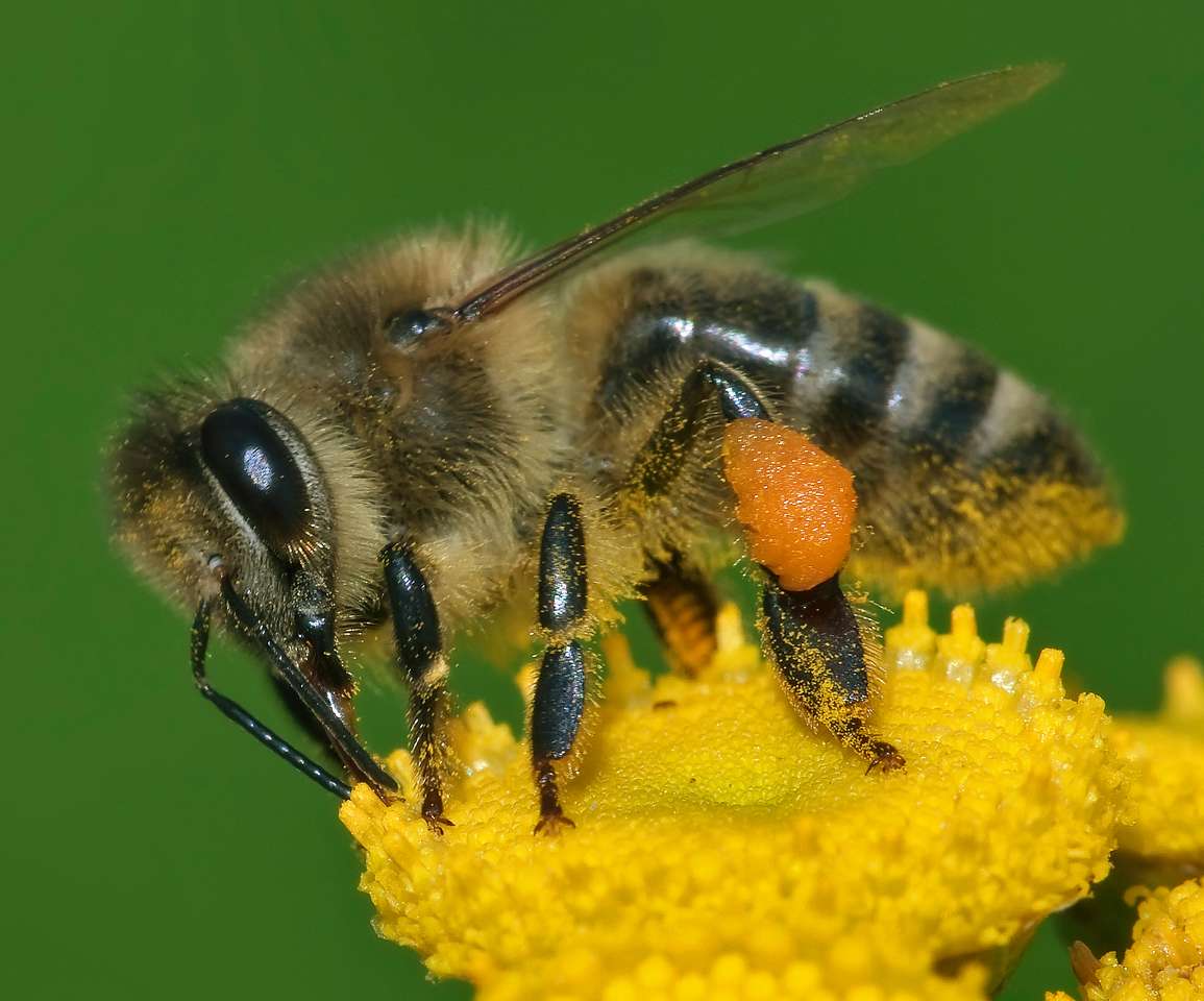 Μέλισσα online παζλ