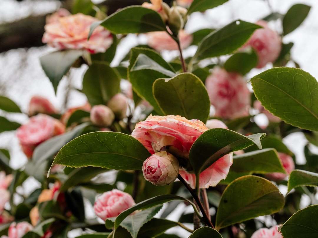 rosa rosor i blom under dagtid Pussel online