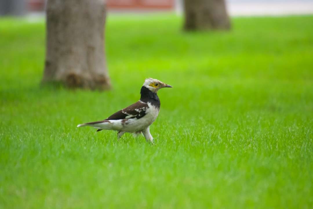 Черна и бяла птица на ствола на дървото през деня онлайн пъзел