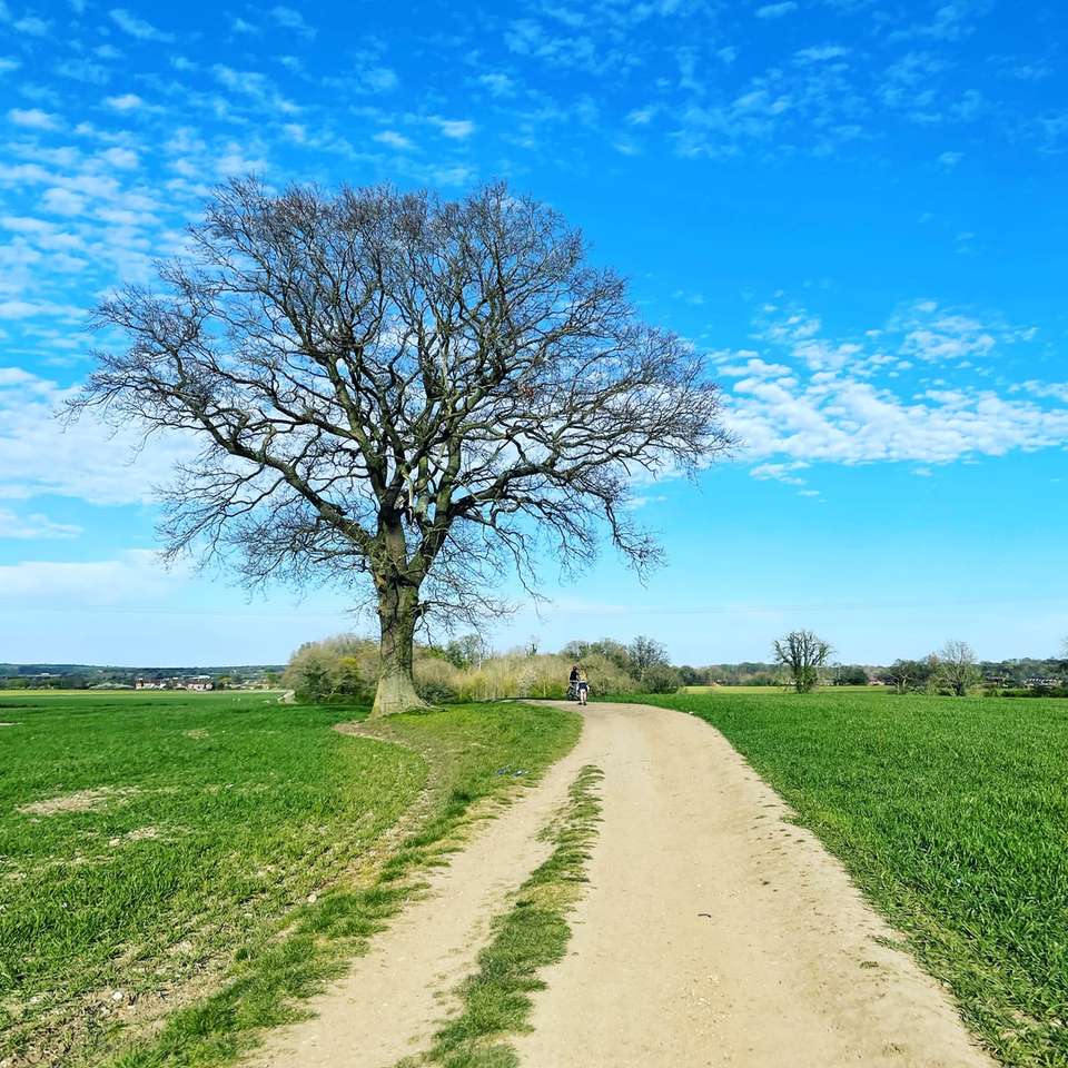 безлистное дерево на поле зеленой травы под голубым небом пазл онлайн