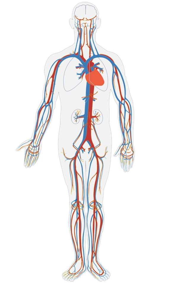 Układ krwionośny rompecabezas en línea