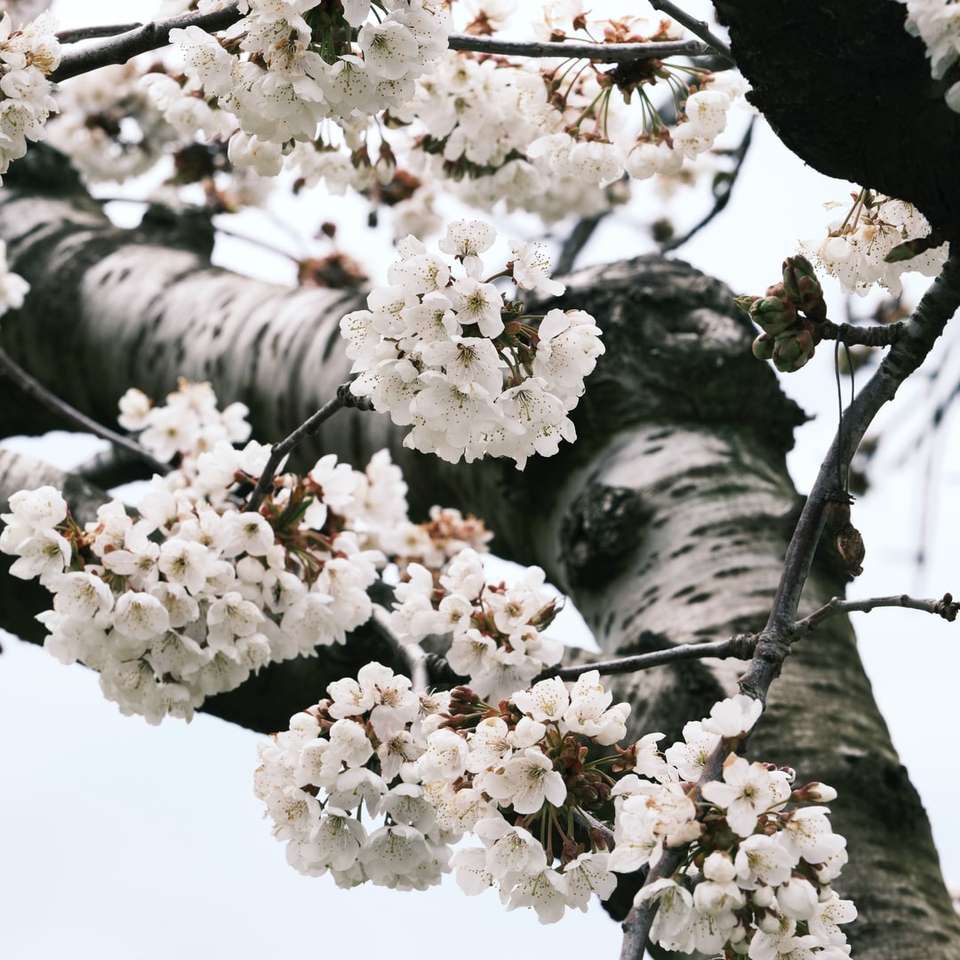 Λευκό δέντρο άνθος κερασιού κατά τη διάρκεια της ημέρας παζλ online