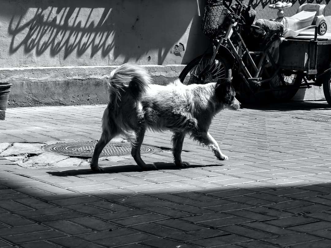 φωτογραφία σε κλίμακα του γκρι ενός σκύλου που στέκεται δίπλα σε έναν τοίχο παζλ online