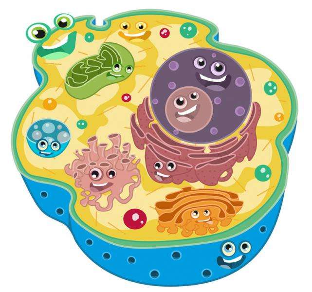 animal cell jigsaw puzzle online