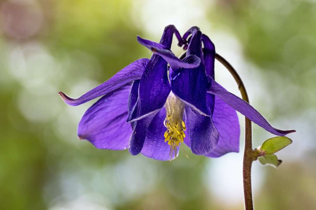 fleur violet dans la lentille de changement d'inclinaison puzzle en ligne