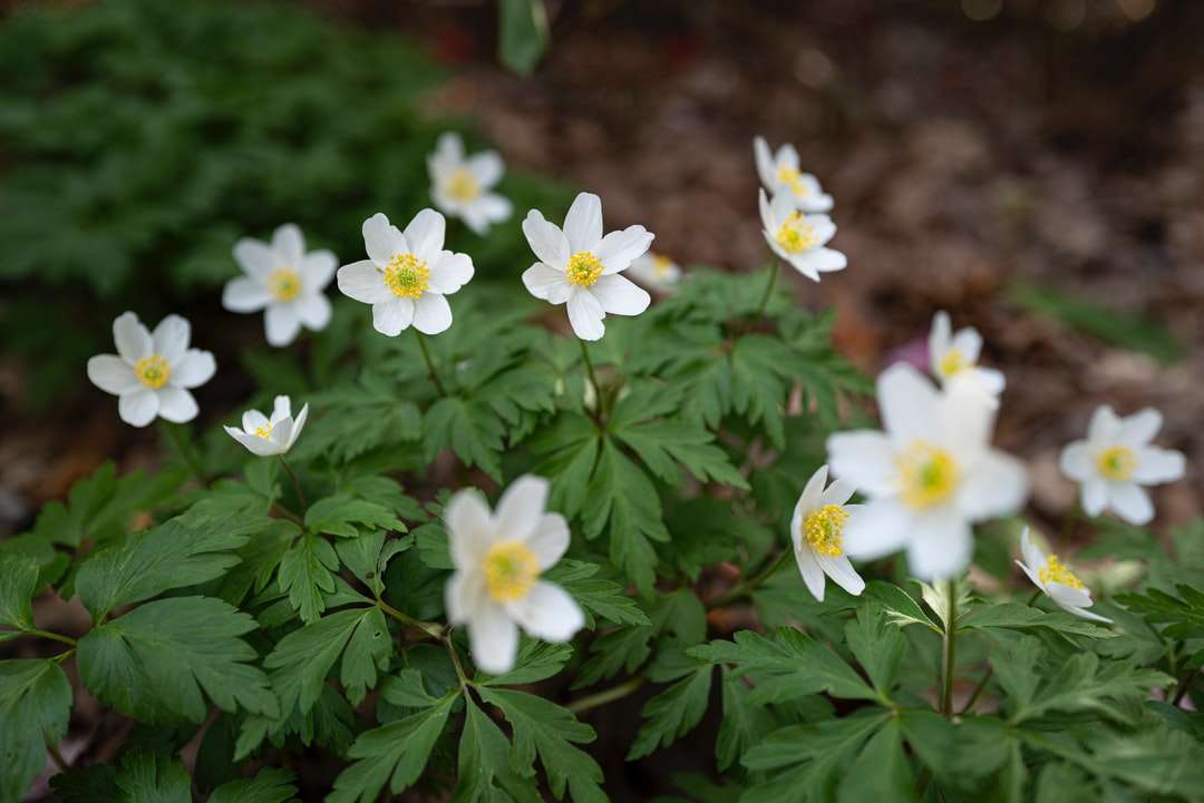 Fehér és sárga virágok zöld levelekkel online puzzle