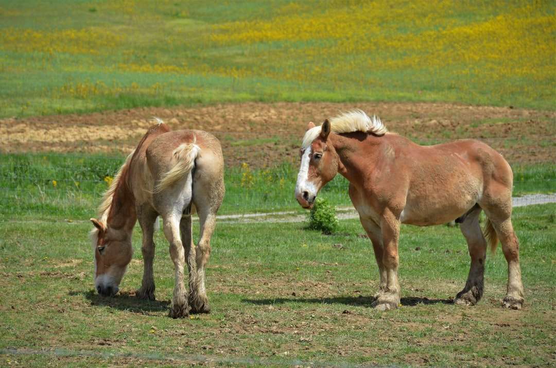 Cheval marron et blanc sur le champ d'herbe verte pendant la journée puzzle en ligne