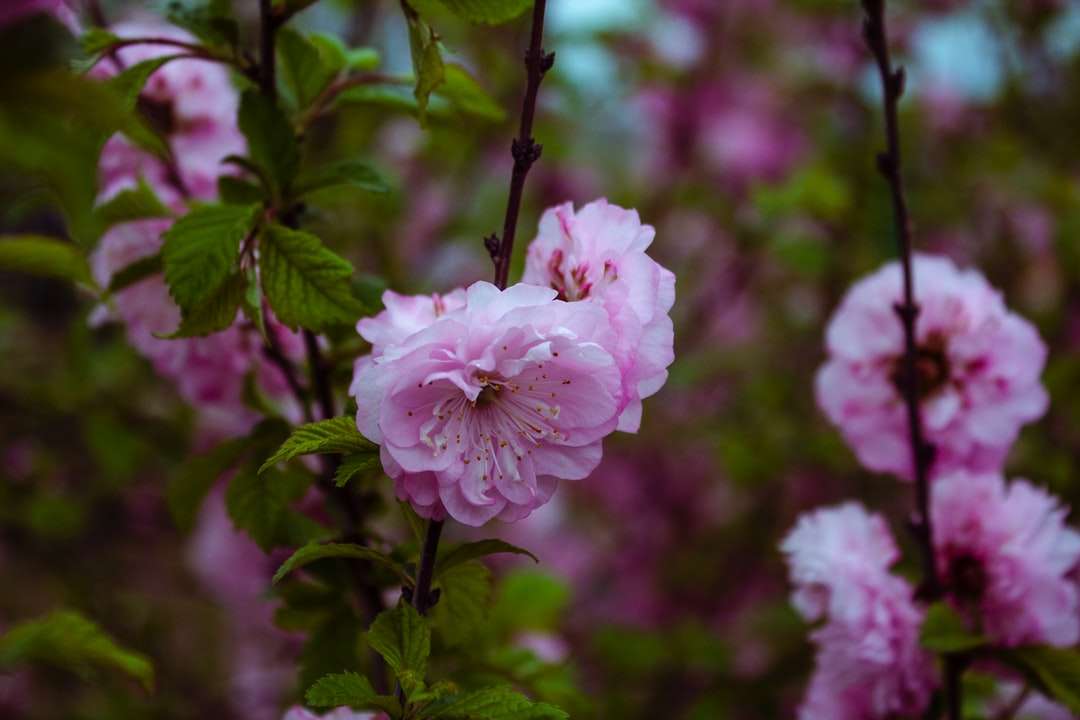 Ροζ και λευκό λουλούδι στο φακό μετατόπισης κλίσης παζλ online
