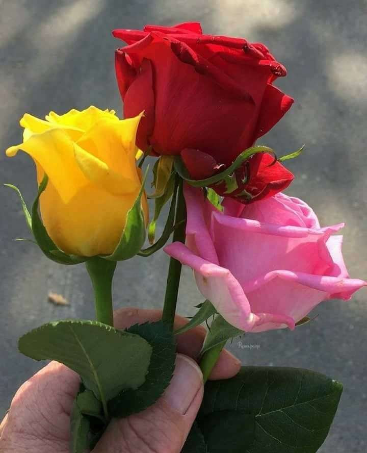 Τρία χρώματα τριαντάφυλλων παζλ online
