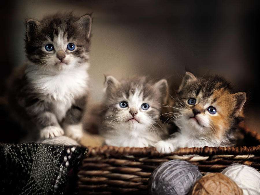 Tre kattungar i en korg pussel på nätet