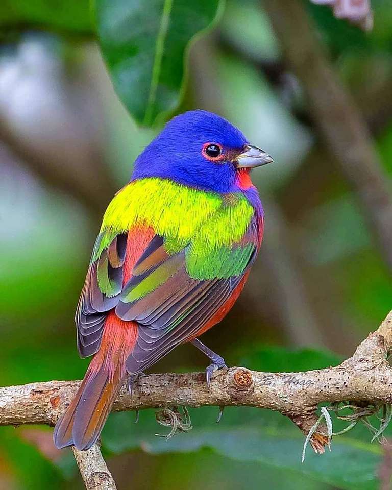 Pájaro colorido rompecabezas en línea