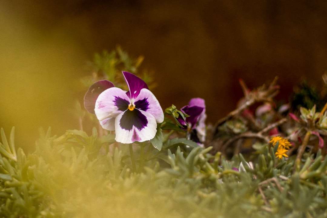Purple și floare albă în floare în timpul zilei puzzle online