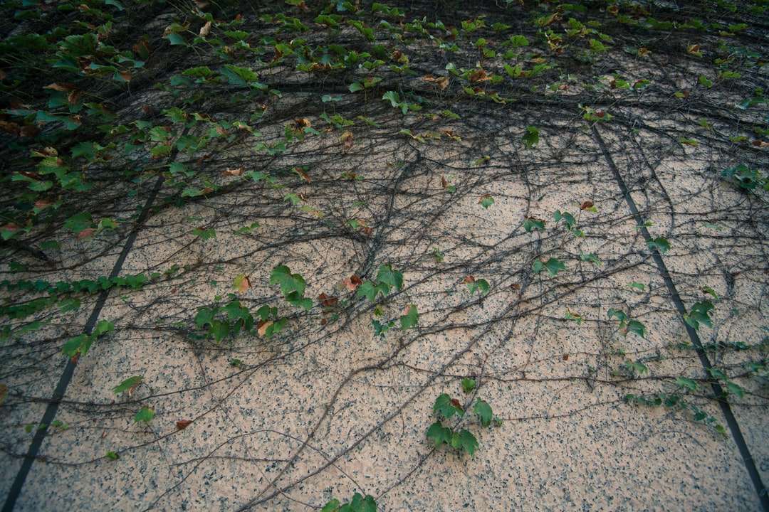 gröna löv på grått betonggolv Pussel online