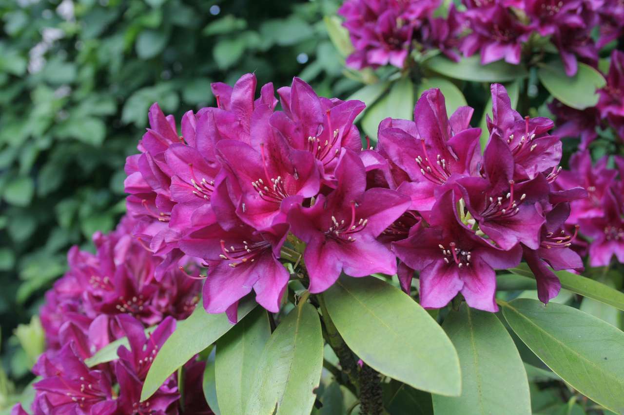 Rododendron. puzzle online
