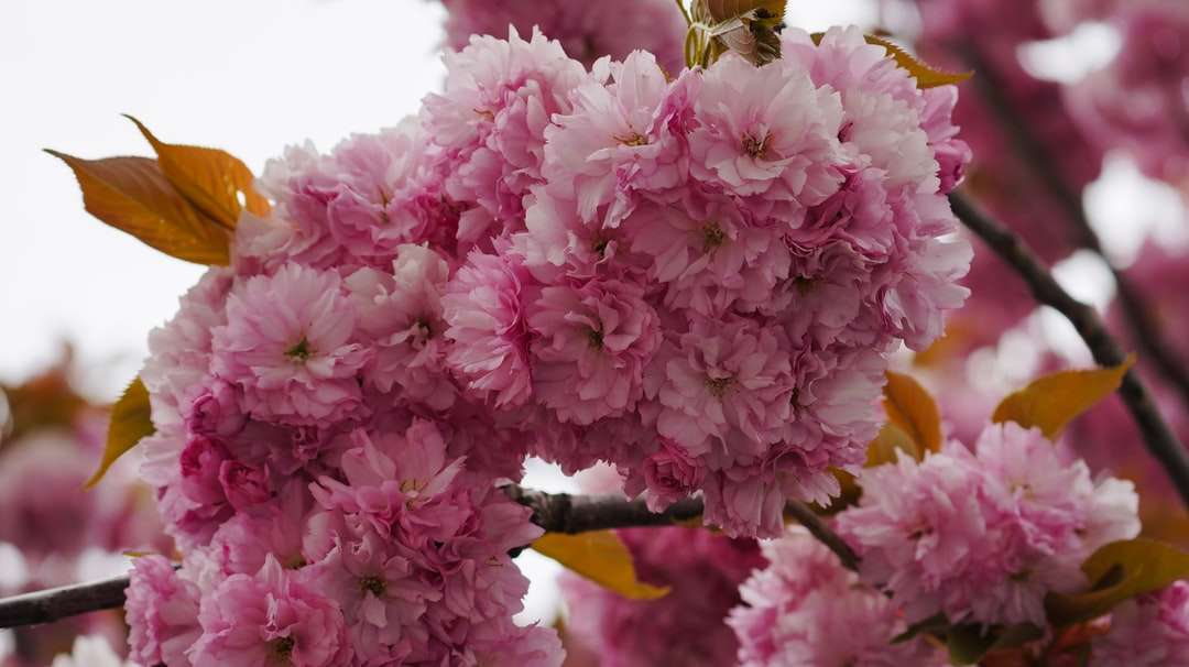 Rózsaszín és fehér virág makró lövésben online puzzle