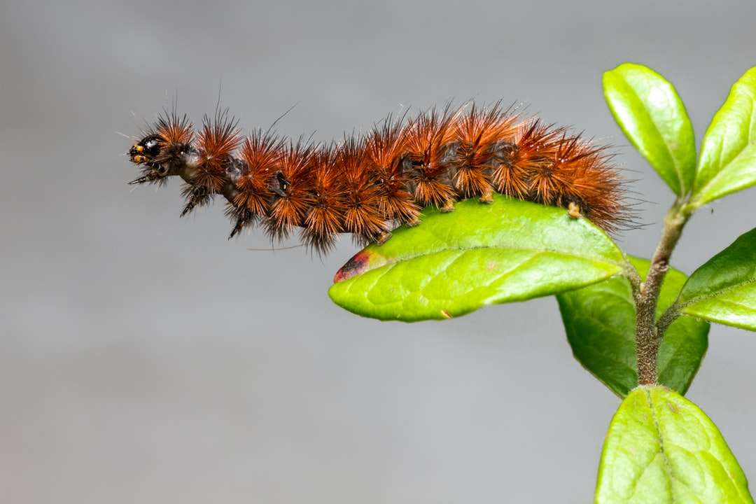 Caterpillar marrón y negro en hoja verde rompecabezas en línea