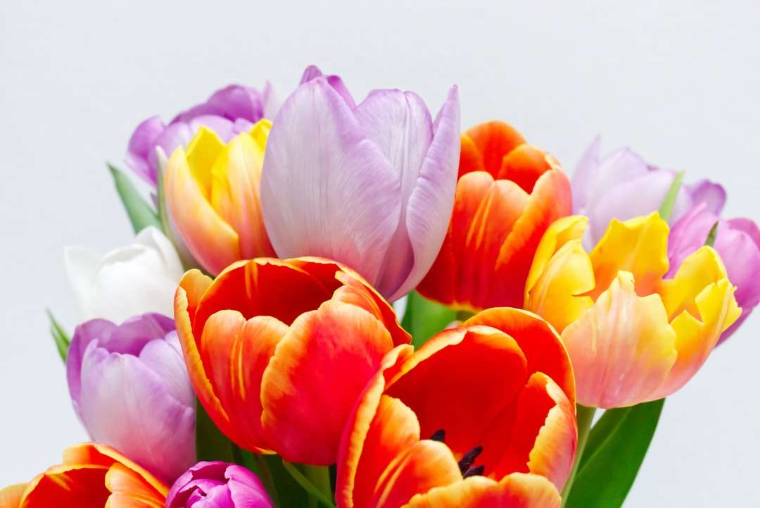 Tulipas rosa e laranja em flor quebra-cabeças online